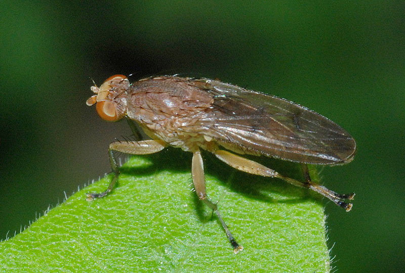 Suillia sp. (Heleomyzidae)